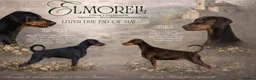 Dobermann dogs for sale:  ✨ A Carefully Planned Litter ✨ in Swansea - Advert 1