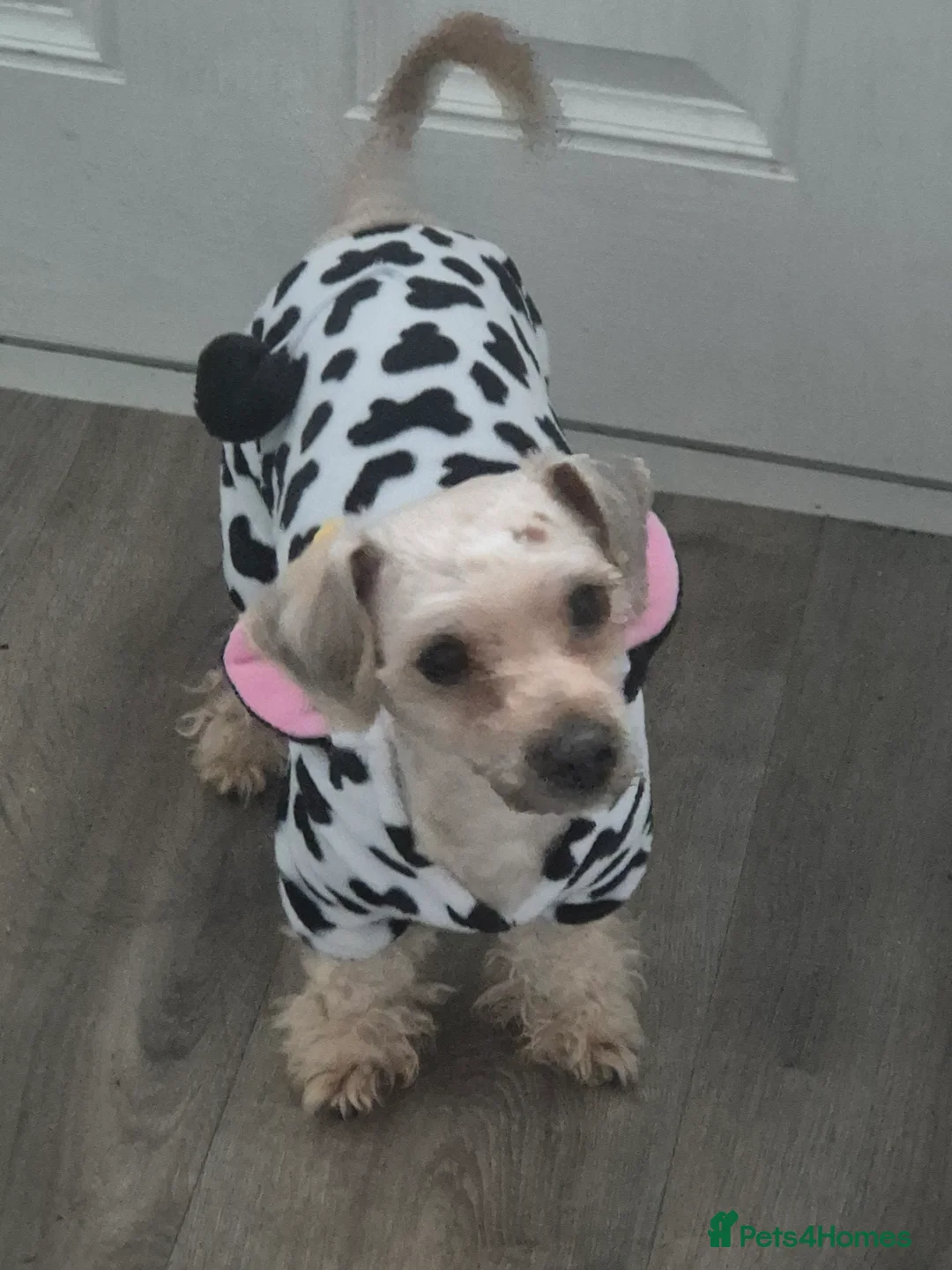 Chorkie dogs for sale: Little louie lovable cheeky affectionate boy - Advert 16