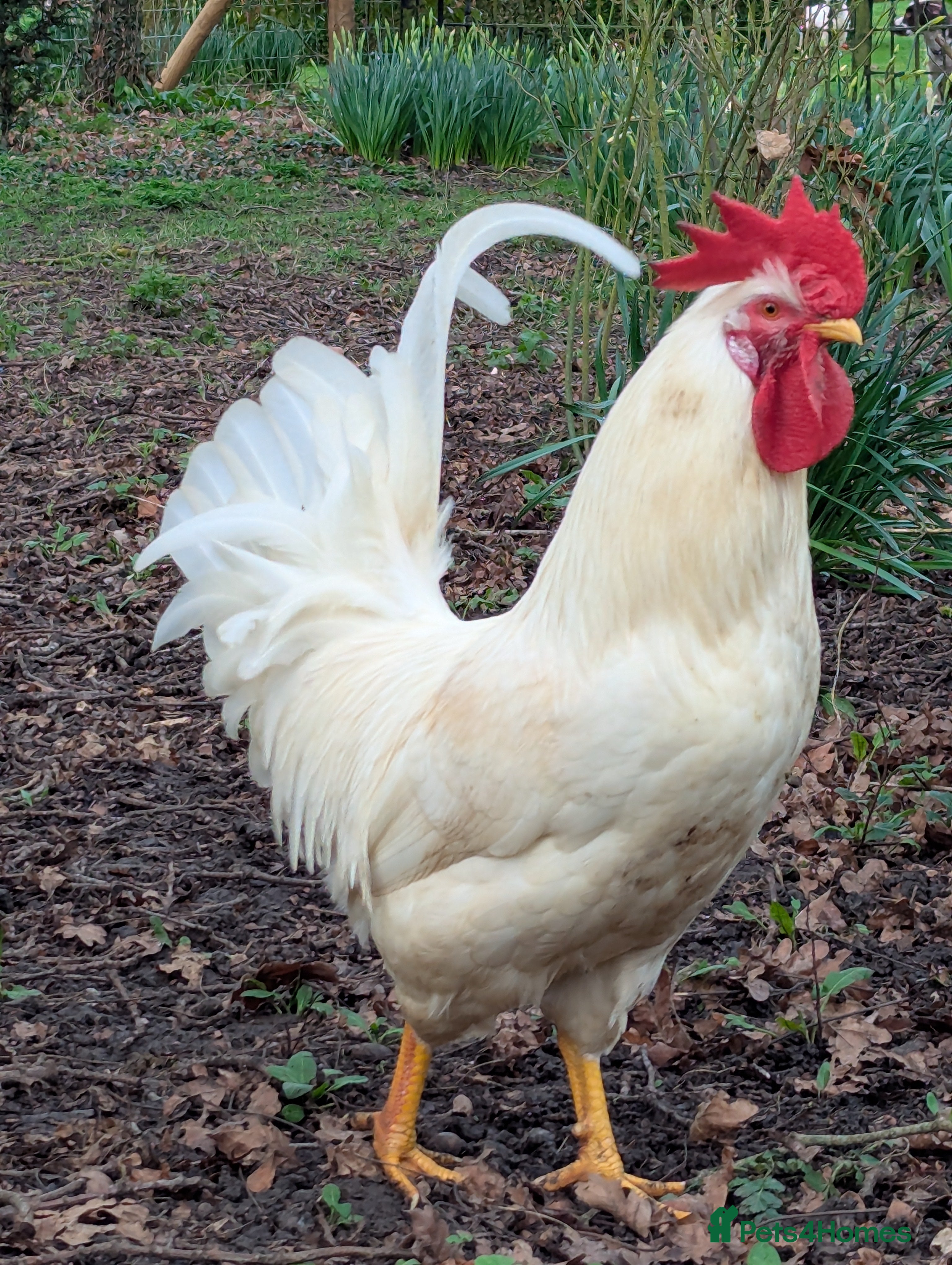 Chickens poultry White Sussex pure breed cockerel  in Newmarket - Advert 11