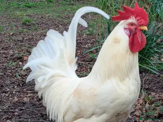 Chickens poultry White Sussex pure breed cockerel in Newmarket - Advert 2