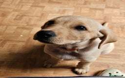 Labrador Retriever dogs for sale: Labrador pup  - Image 1