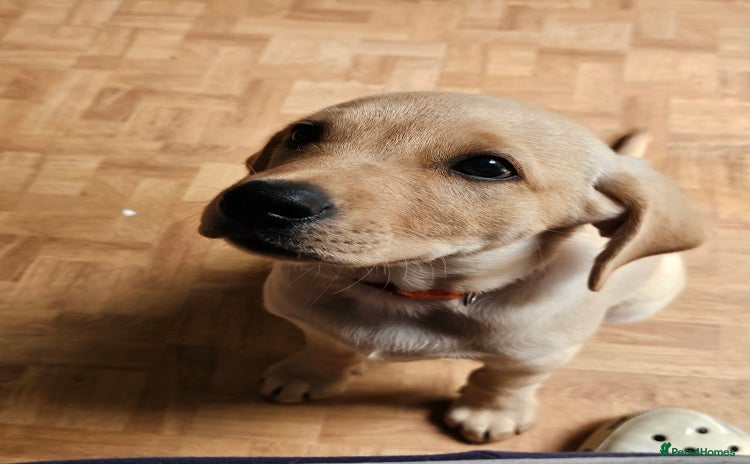 Labrador Retriever dogs - Advert 8