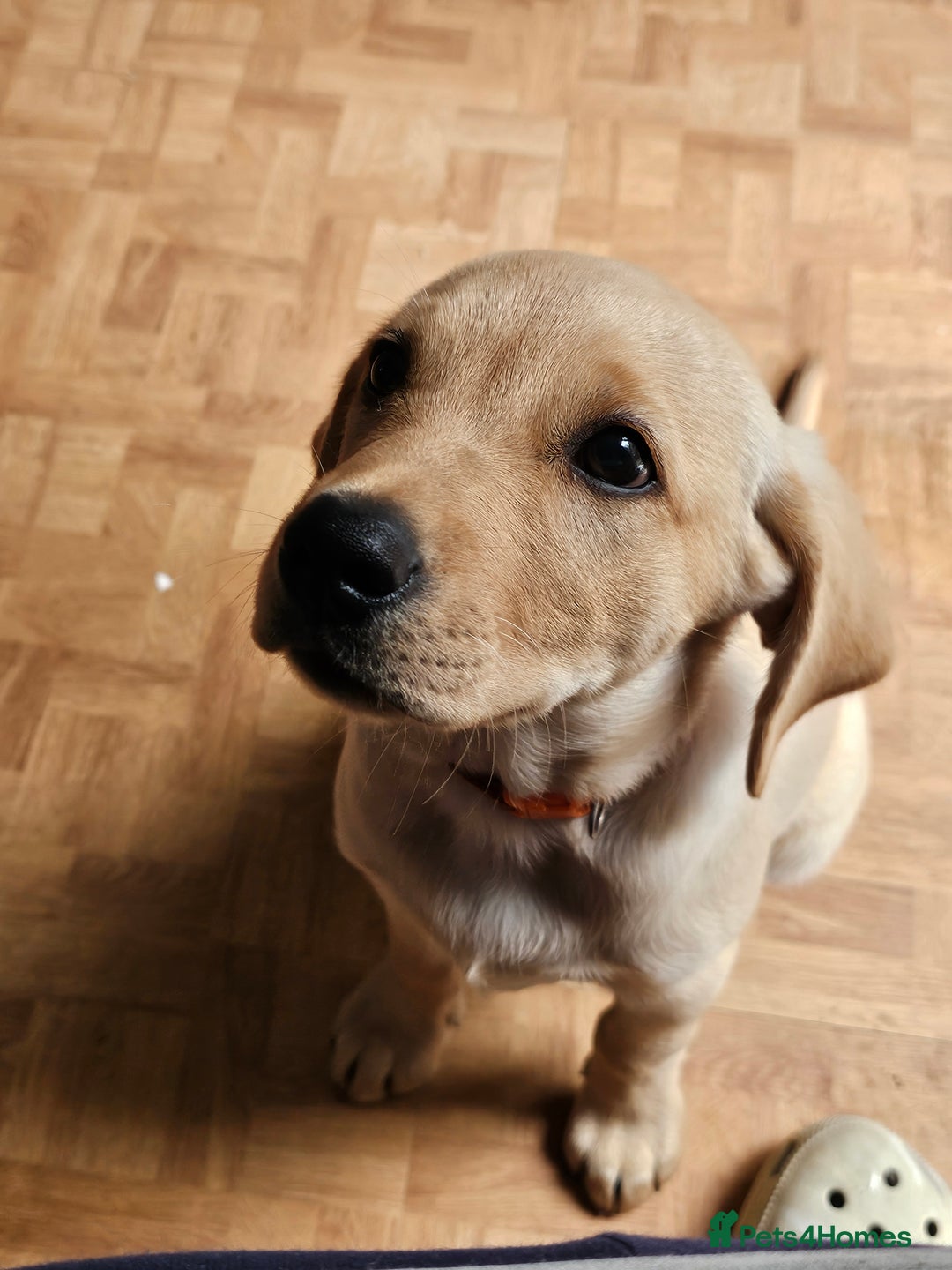 Labrador Retriever dogs for sale: Labrador pup  - Image 1