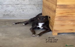 Mixed Breed dogs for adoption: Evie, 3 yrs. Available for adoption. - Image 1