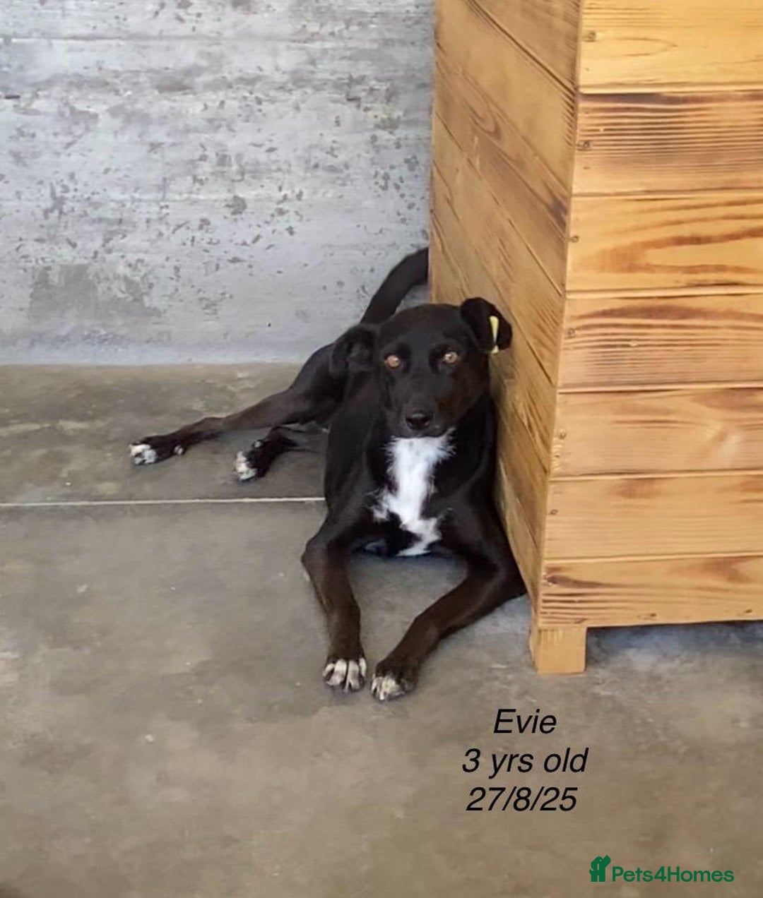 Mixed Breed dogs for adoption: Evie, 3 yrs. Available for adoption. - Image 1