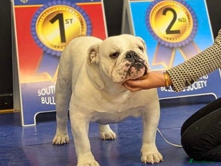 English Bulldog dogs Crufts Best of Breed Sibling - Stud Package - Advert 21