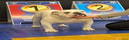 English Bulldog dogs for stud: The Stud Choice That Shapes the Whole Journey - Advert 7