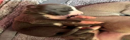 Whippet dogs for sale: Amazing whippet puppies  - Advert 35