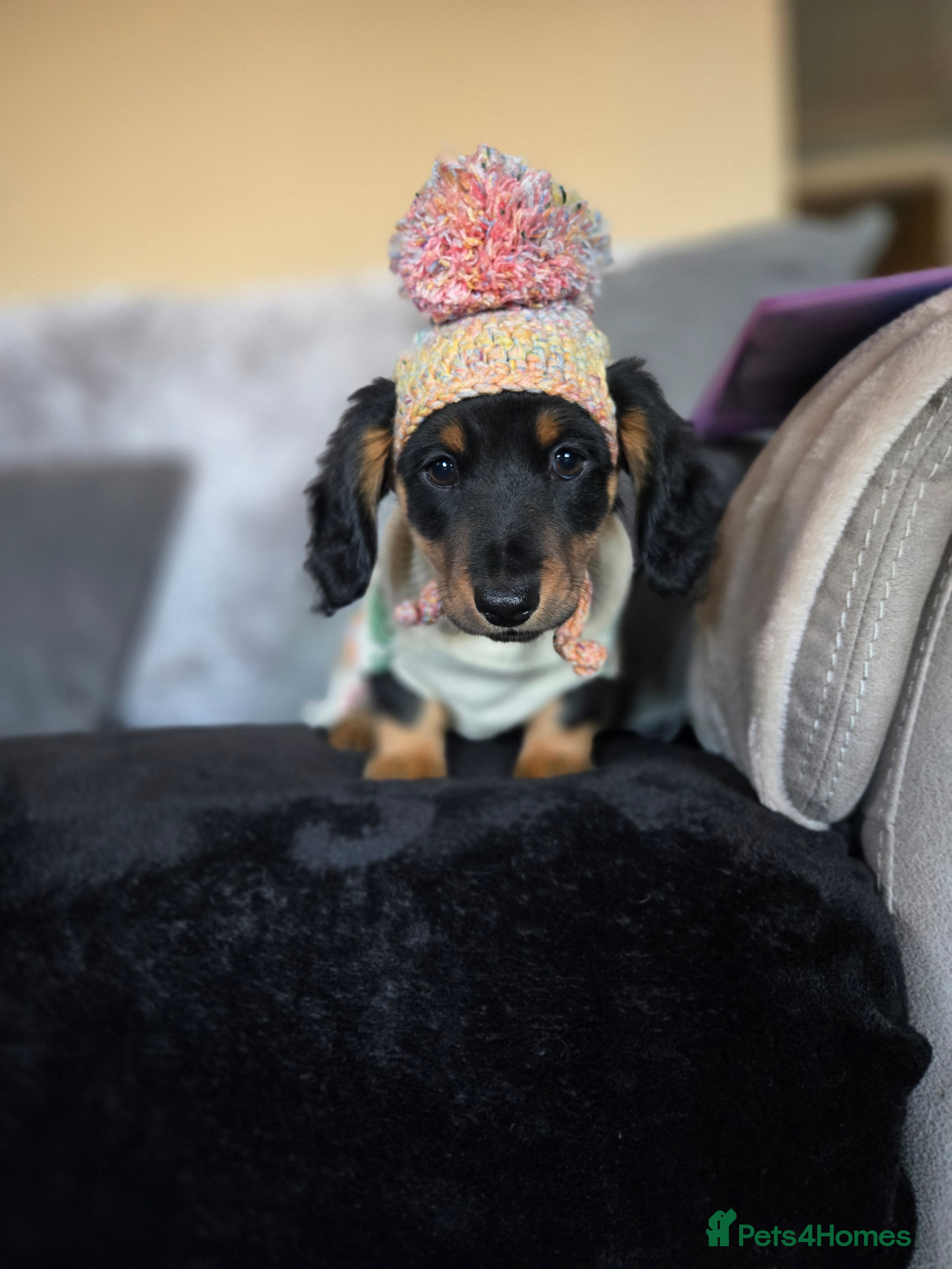 Miniature Dachshund dogs ❤️miniature dachshund puppy❤️ - Advert 5