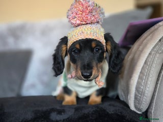 Miniature Dachshund dogs ❤️miniature dachshund puppy❤️ - Advert 10