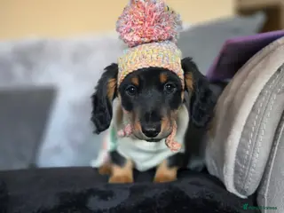 Miniature Dachshund dogs ❤️miniature dachshund puppy❤️ - Advert 4