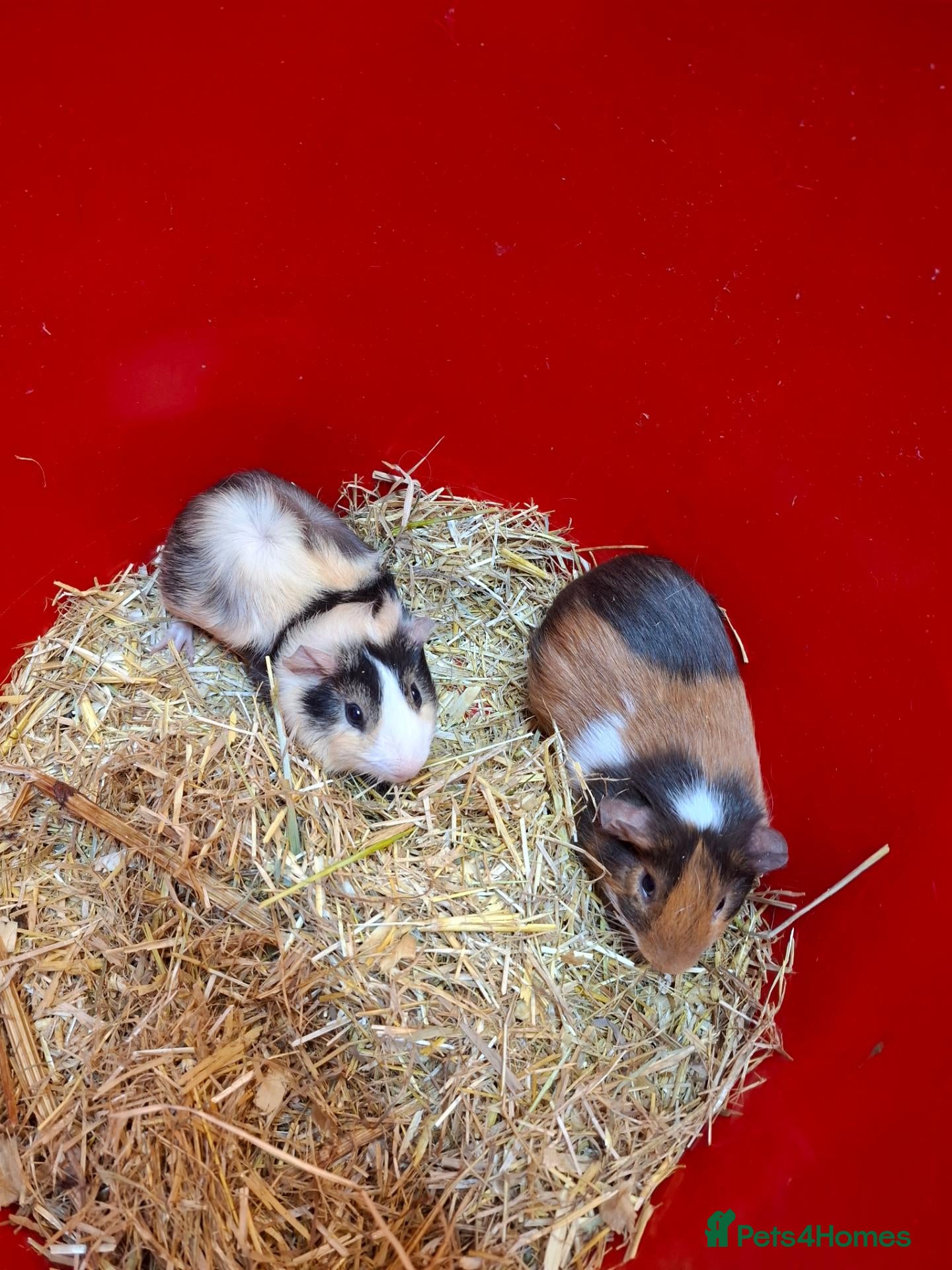 Guinea Pig rodents for sale: Baby guinea pigs for sale  - Advert 1