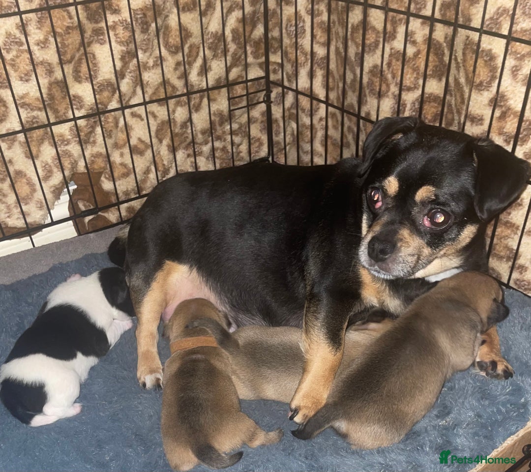 Jug dogs for sale: Jug pups  - Advert 8