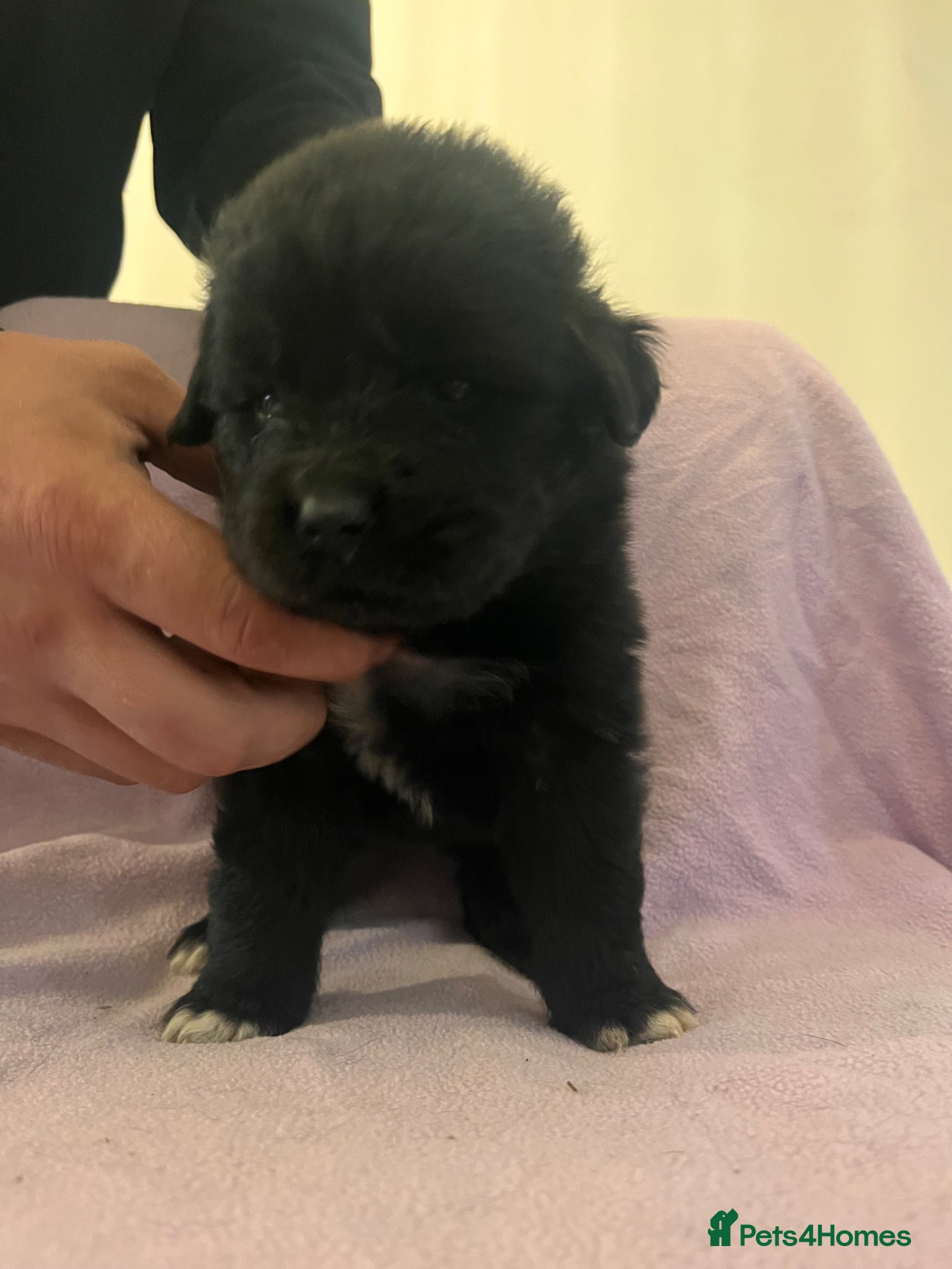 Mixed Breed dogs for sale: Black & landseer Newfoundland puppies  - Advert 6