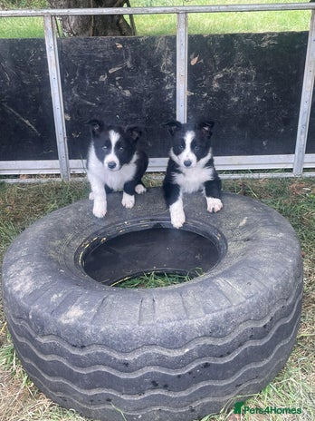 Border Collie dogs - Advert 4