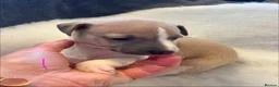 Whippet dogs for sale: Stunning whippet Bitch puppy  - Advert 10