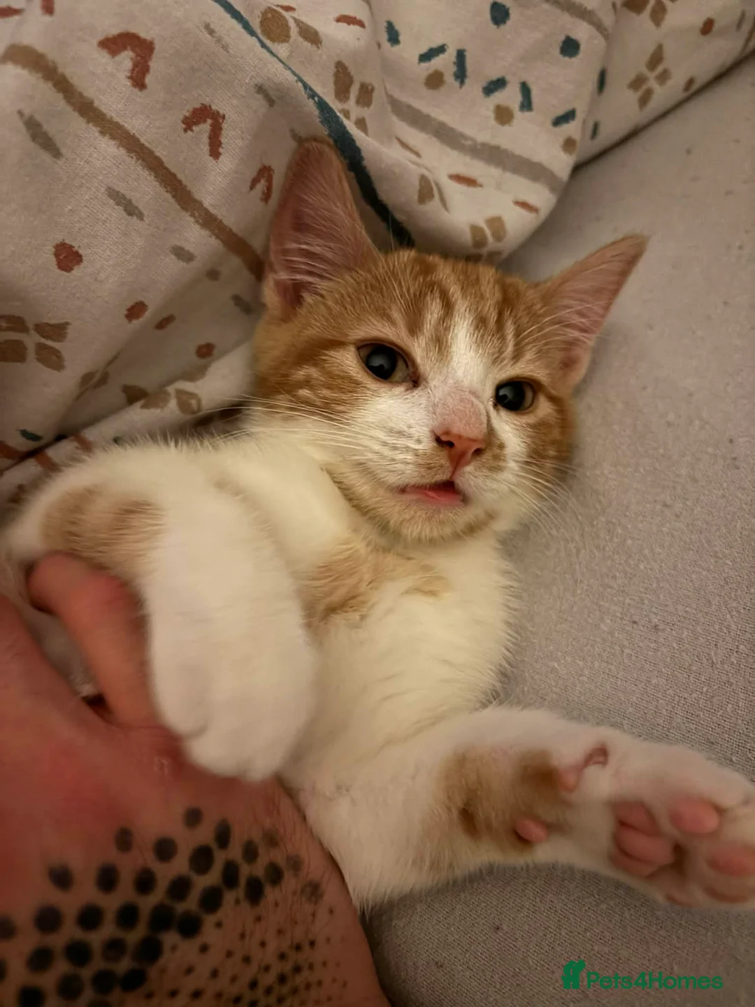 Mixed Breed cats for sale: 3 Kittens for Sale - 1 Female 2 Males  in Saint Helens - Advert 2