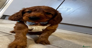 Cockapoo dogs - Advert 2