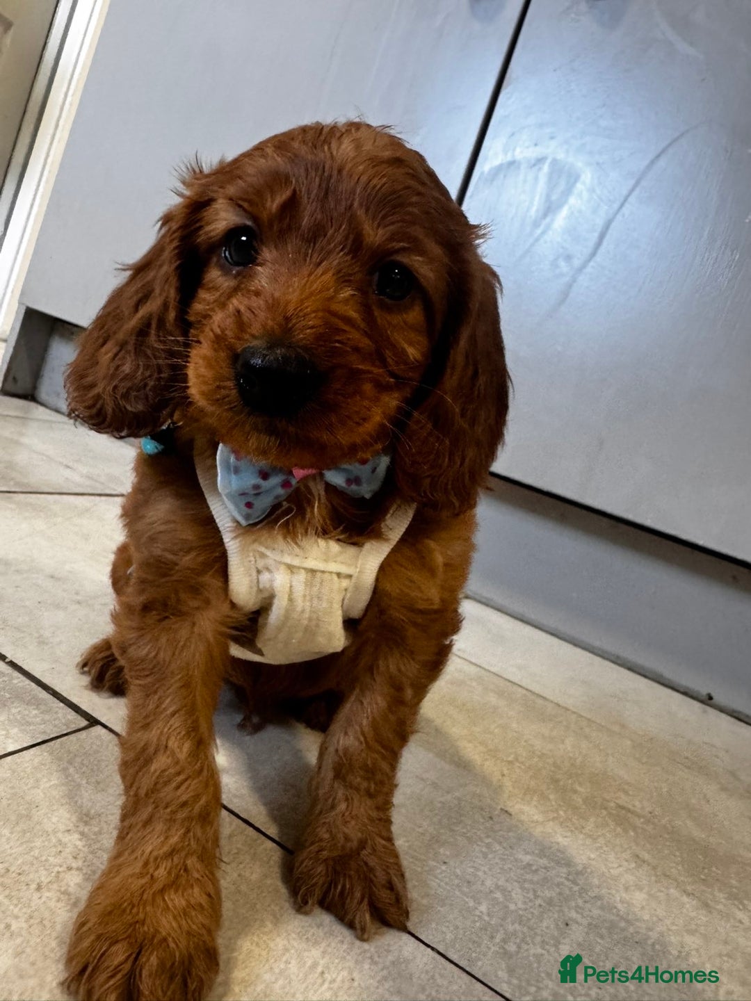 Cockapoo dogs for sale: 1 boy left beautiful teddy bears   - Image 2