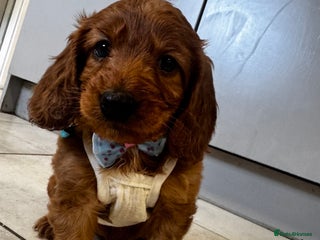 Cockapoo dogs - Advert 25