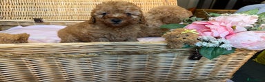 Cavapoo Puppy 5