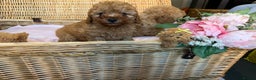 Cavapoo dogs for sale: Cavapoo little bears LICENSED - Advert 8
