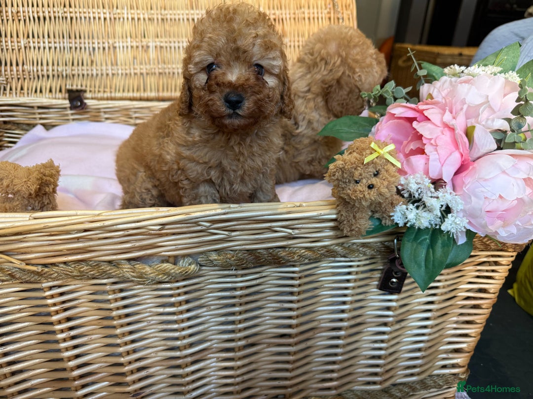 Cavapoo dogs for sale: Cavapoo little bears LICENSED - Advert 8