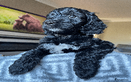 Cockapoo dogs for sale: Beautiful Thick coated Fluffy F1 Toy Cockapoo pups - Advert 21