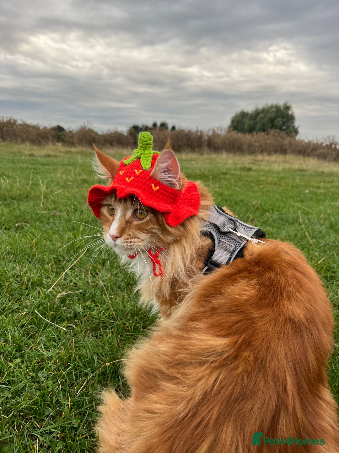 Maine Coon cats for sale: Mainecoon young male rehoming ASAP - Image 2
