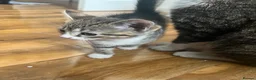 Tibetan cats for sale: Tabby cat in Bracknell - Advert 3