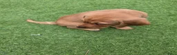 Labrador Retriever dogs for sale: Fox red labrador in Worcester - Advert 4
