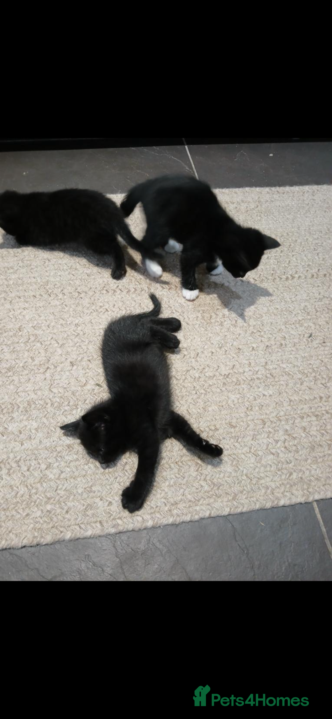 Mixed Breed cats for sale: 5 beautiful kittens  - Image 2
