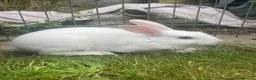 Rex rabbits for sale: Pure bred mini Rex 🐰  - Advert 4