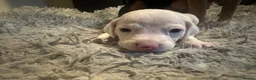 Mixed Breed dogs for sale: Mixed breed puppies in Rowley Regis - Advert 12