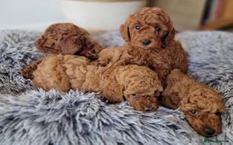 Miniature Poodle dogs for sale: Miniature Red Poodle KC Reg Full Pedigree - Image 12