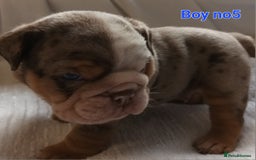 English Bulldog dogs for sale: Dwkc englìsh bulldog puppies  - Image 9