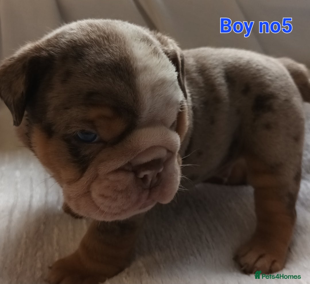 English Bulldog dogs for sale: Dwkc englìsh bulldog puppies  - Image 9