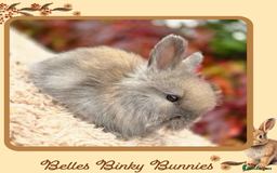 Angora rabbits for sale: Fluffy Baby Angora For Sale - Ready 26th Oct  - Image 2