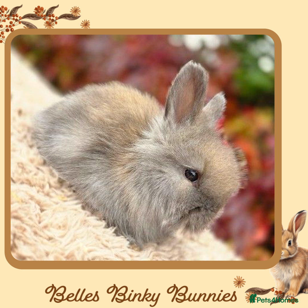 Angora rabbits for sale: Fluffy Baby Angora For Sale - Ready 26th Oct  - Image 2