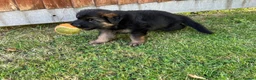 German Shepherd dogs for sale: 🐾🐶 GERMAN SHEPHERD PUPPIES FOR SALE 🐶🐾 in King's Lynn - Advert 12