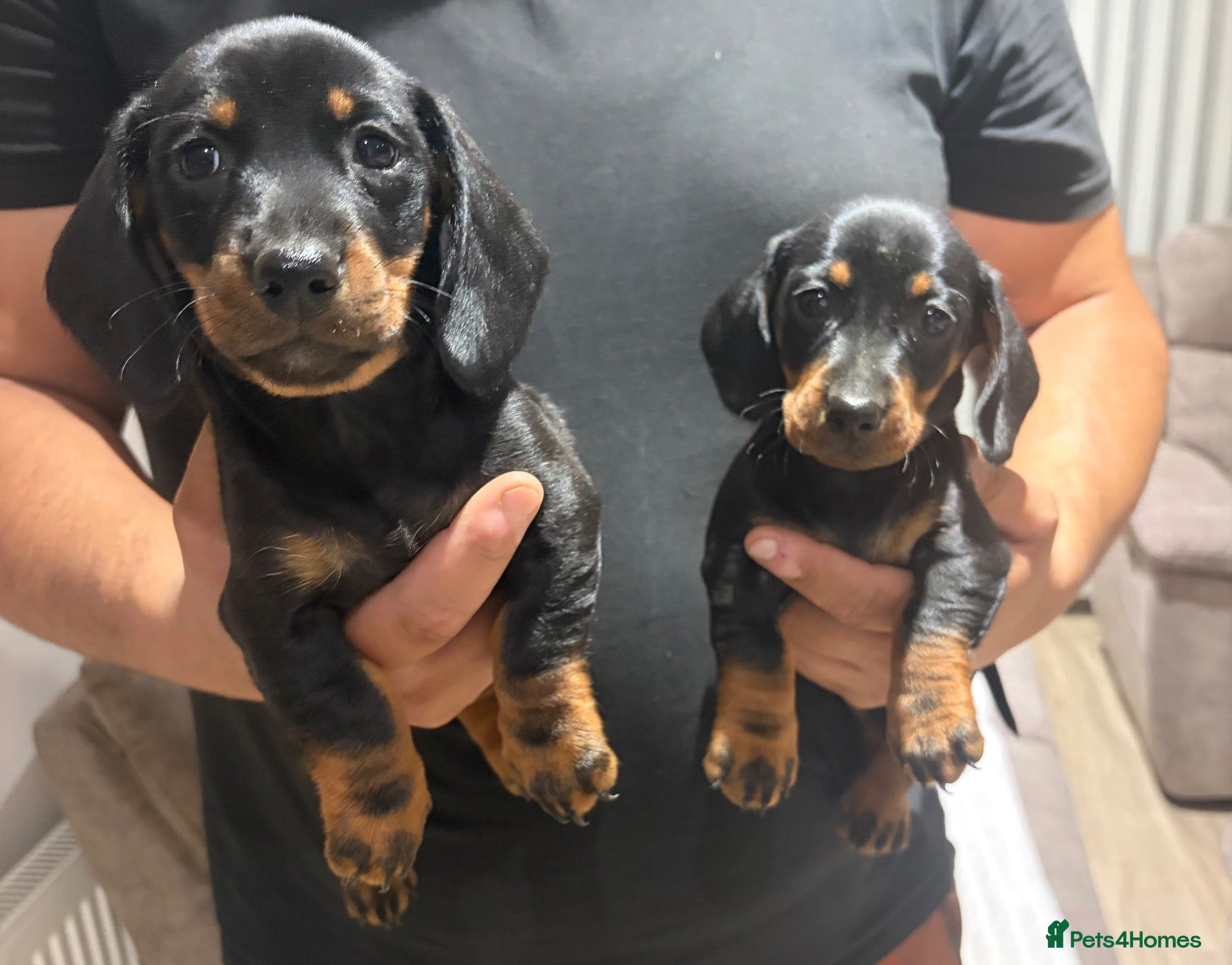 Dachshund dogs Dachshund puppies ready to go! - Advert 1