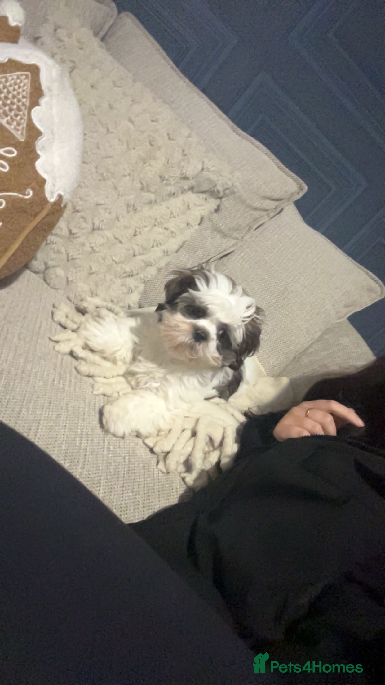 Malshi dogs Willow malshi  - Advert 2