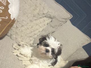 Malshi dogs Willow malshi - Advert 2