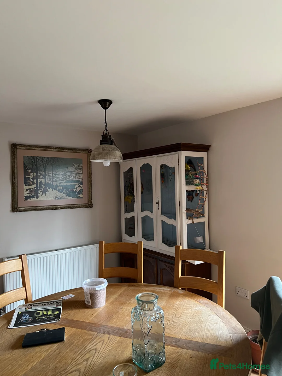 Budgerigars birds for sale: Budgies for Sale – Loving Home Needed 🐦 in Dunmow - Advert 6