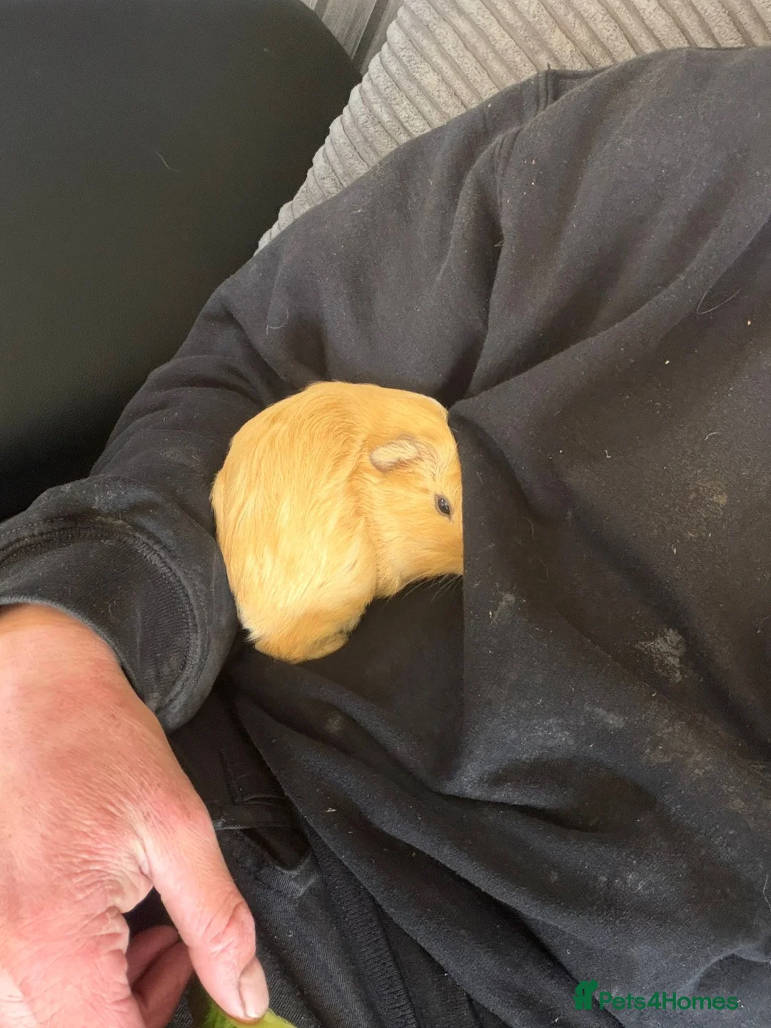 Guinea Pig rodents for sale: Lucy and poppy in Cowdenbeath - Advert 6