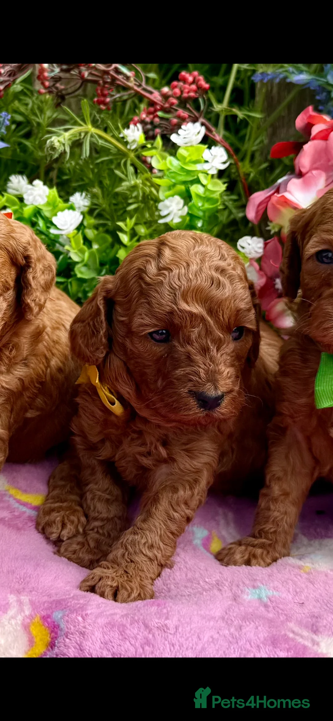 Miniature Poodle dogs for sale: Top Quality, Deep Red, KC Mini Poodles.  - Advert 2