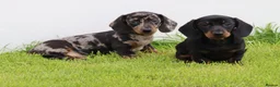 Dachshund dogs for sale: Miniature Dachshund puppies for sale - Advert 35