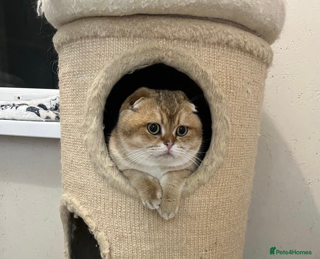 Scottish Fold cats 🐾 Adorable Pedigree Scottish Kittens! 🐾 - Advert 17