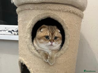 Scottish Fold cats 🐾 Adorable Pedigree Scottish Kittens! 🐾 - Advert 17