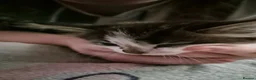 Mixed Breed cats for sale: Kittens 3x - Advert 2